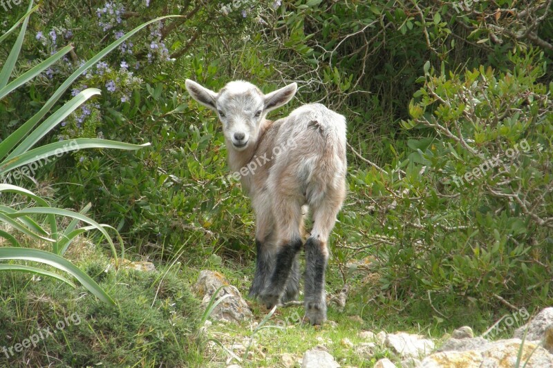 Animals Kid Cute Animal World Nature