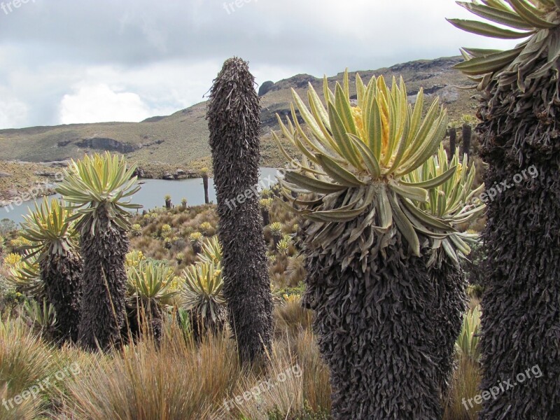 Frailejón Laguna Crossing Colombia Risaralda