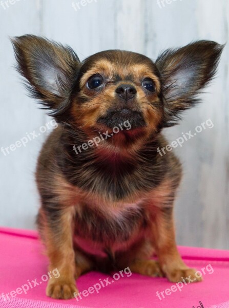 Russkiy Toy Breeding Joeberger Dog Petit