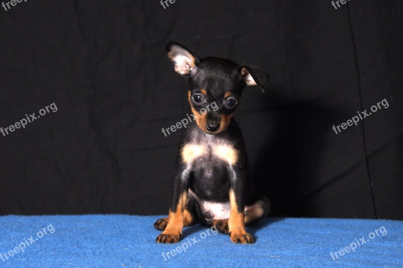 Russkiy Toy Breeding Joeberger Dog Petit