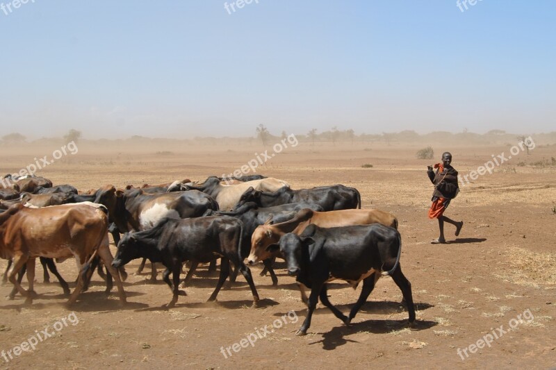 Cattle Drought Africa Child Work