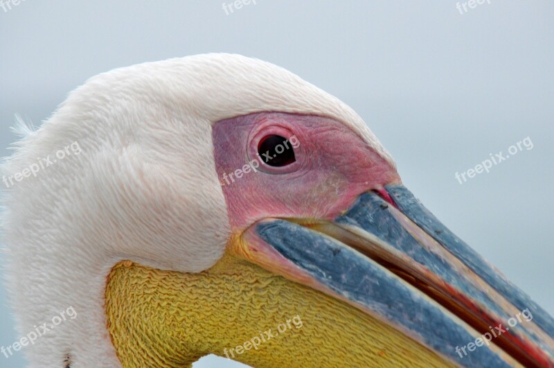 Pelikan Bird Close Up Sea Birds Animal Portrait