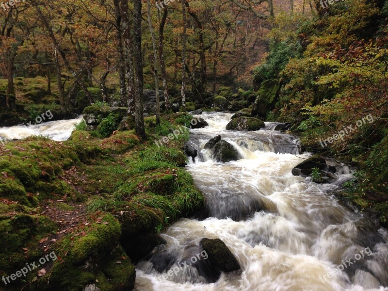 Forest River Flowing Water River Stream Forest