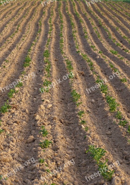 Field Potatoes Spring Earth Planting