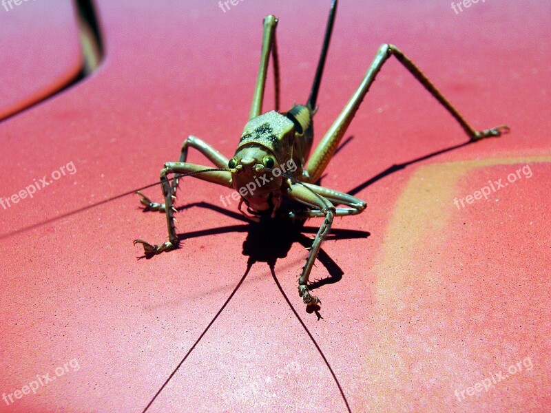 Grasshopper Africa Close Up Nature Flight Insect