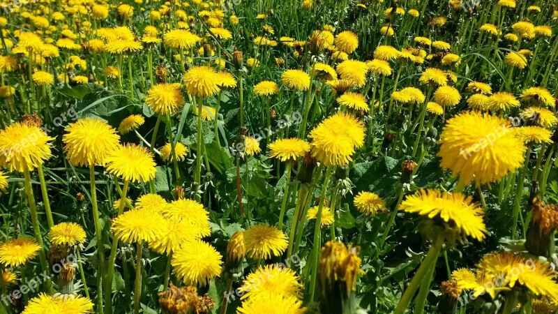 Spring Meadow Dandelion Grass Spring Day Bloom