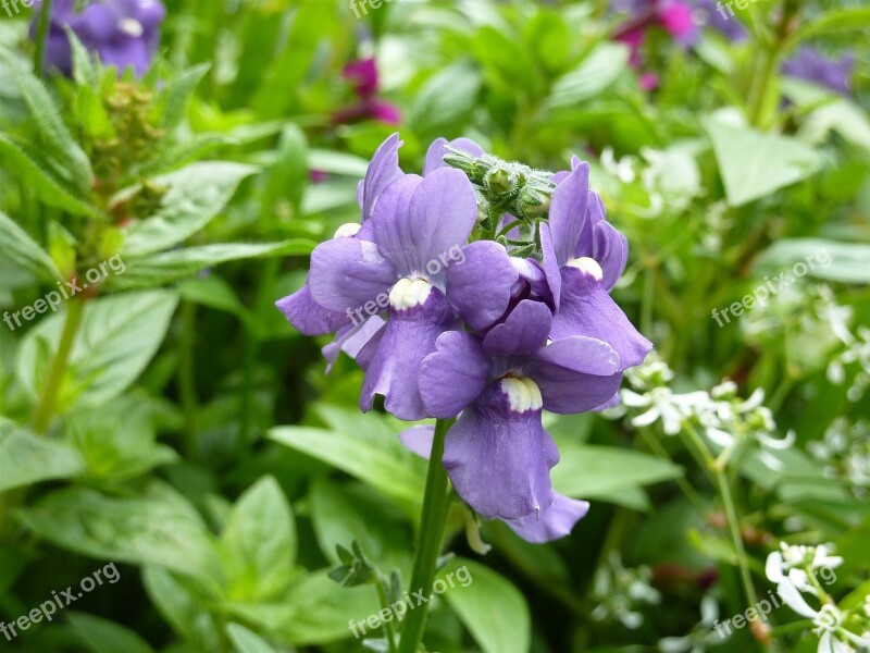 Lip Bloom Purple Garden Plant Blossom Bloom