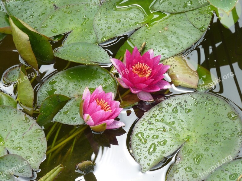 Water Lilies Lake Lake Rose Lily Pond Plant