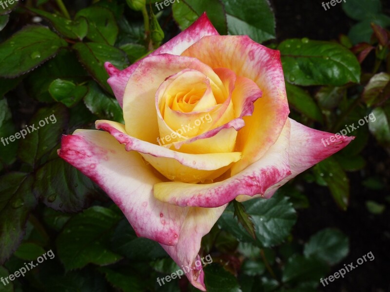 Rose Rose Bloom Bi Color Close Up Free Photos