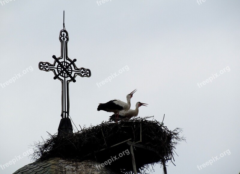 Spring Birds Church Dome Nest