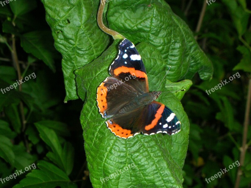 Butterfly Admiral Nature Wings Open Free Photos