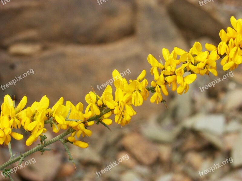 Genista Scorpius Aliaga Gorse Argelaga Florida