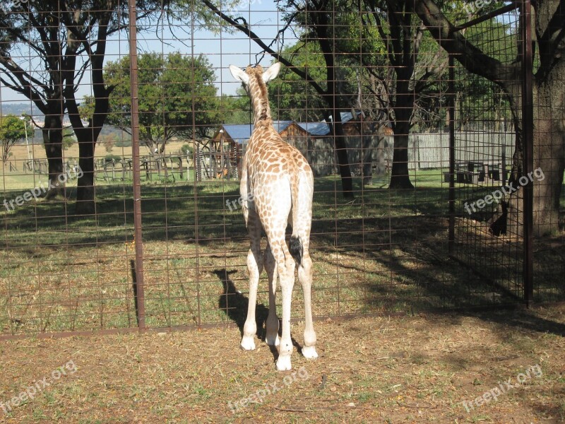 Giraffe South Africa Park Wildlife Free Photos