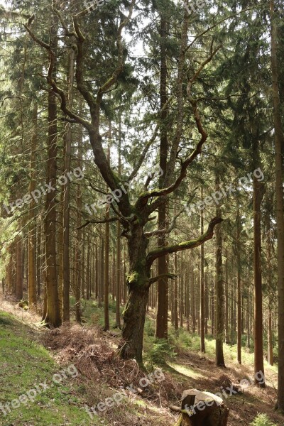 Forest Tree Old Tree Log Mood