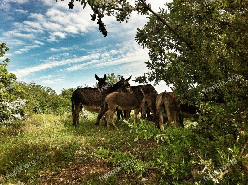 Murgia Puglia Italy Donkeys Green