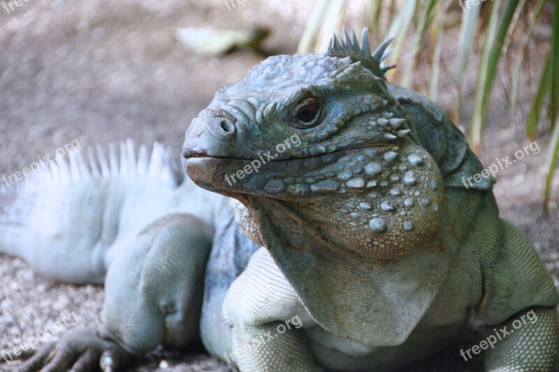 Blue Iguana Iguana Cayman Islands Lizard Wildlife