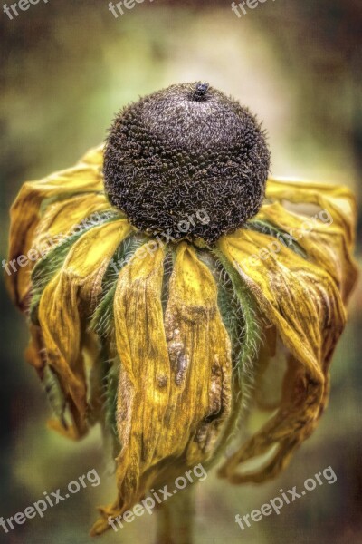 Flower Withered Nature Dead Dry