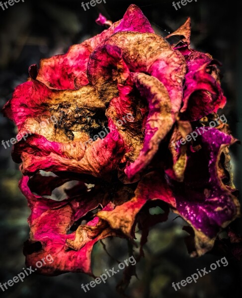 Flower Dead Red Rose Faded