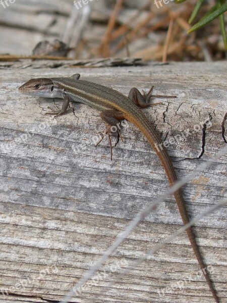 Lizard Sargantana Trunk Free Photos