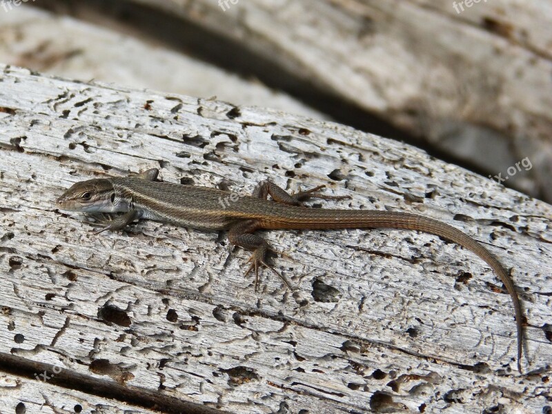 Lizard Sargantana Trunk Detail Reptile