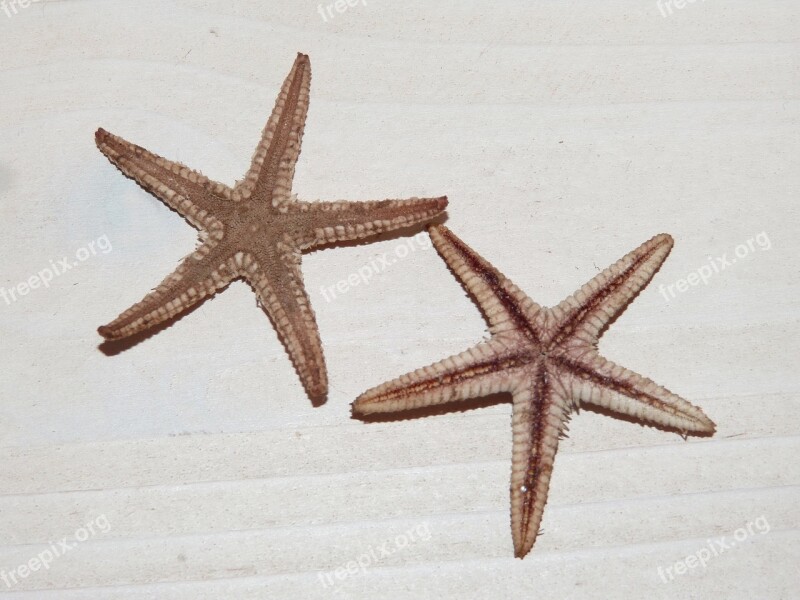 Sea Star Star Starfish Free Photos