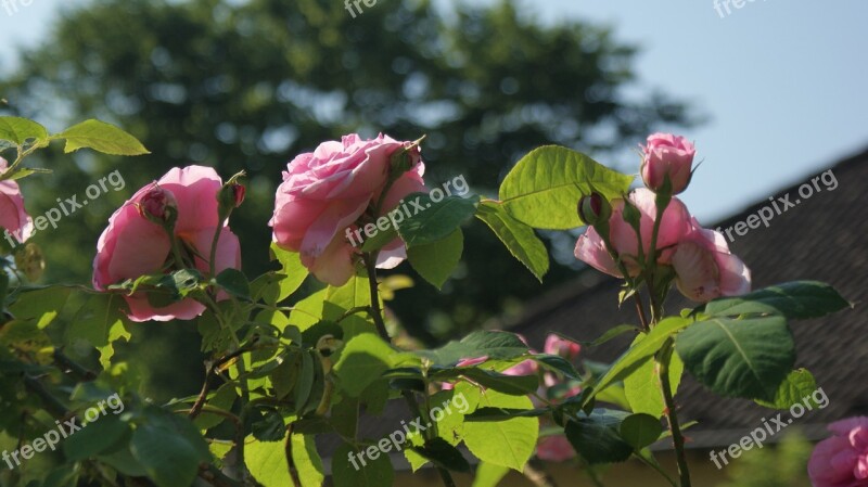 Flowers Roses Pink Rose Rose Blooms Nature