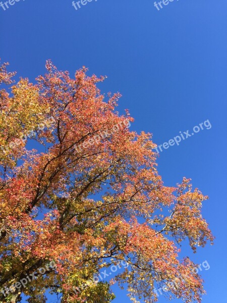 Blue Sky Fall Fall Leaves Tree Fall Foliage