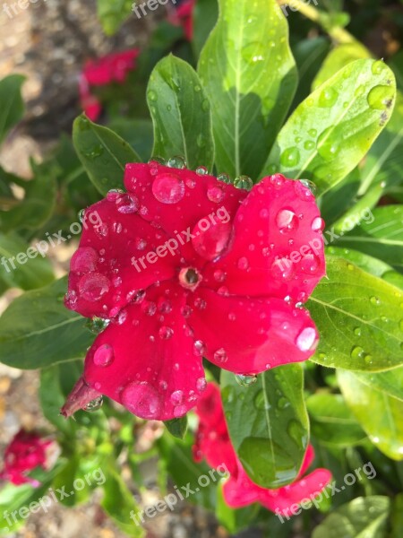 Flower Raindrops Spring Garden Petal