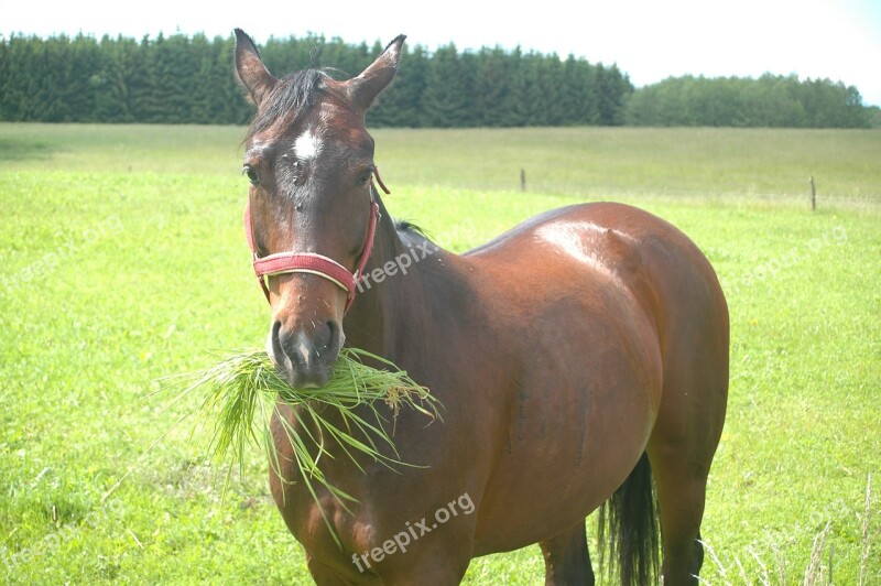 Animals Horses Nature Pferdeportrait Brown