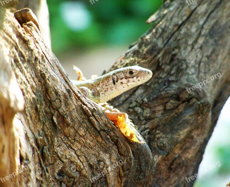 Brown Lizard Reptile Animal Free Photos