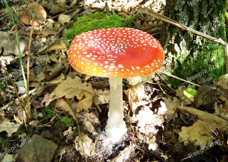 Fly-agaric Red Mushroom Nature Free Photos