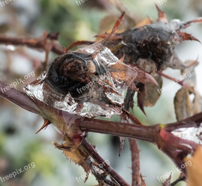 Rose Bud Frozen Dead Unusual Ice