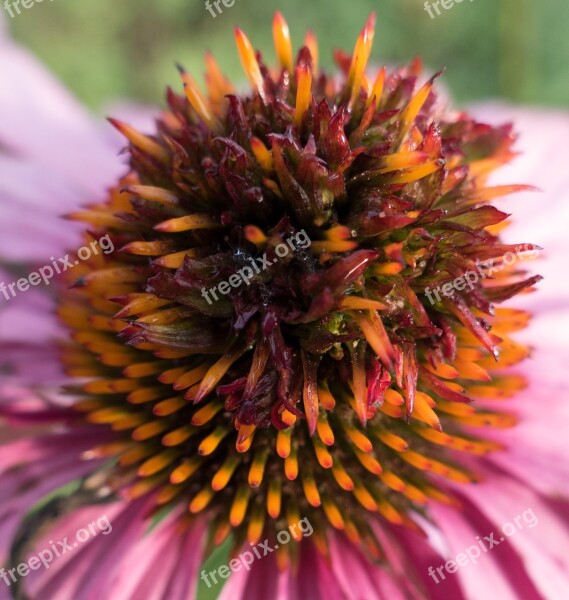 Purple Cone Flower Echinacea Flower Garden Nature