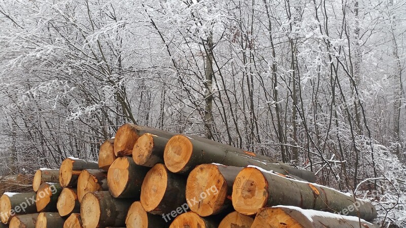 Wood Tree Trunks Winter Nature Holzstapel