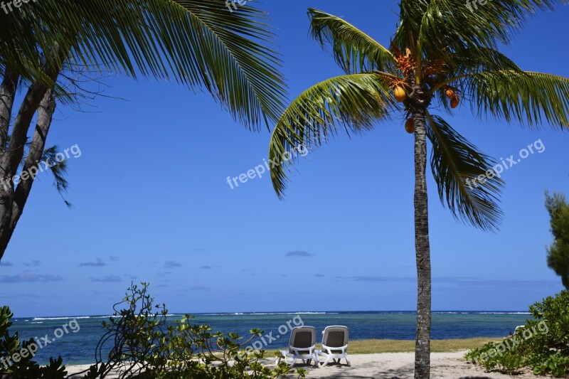 Postcard Beach Palm Trees Mauritius Coconut