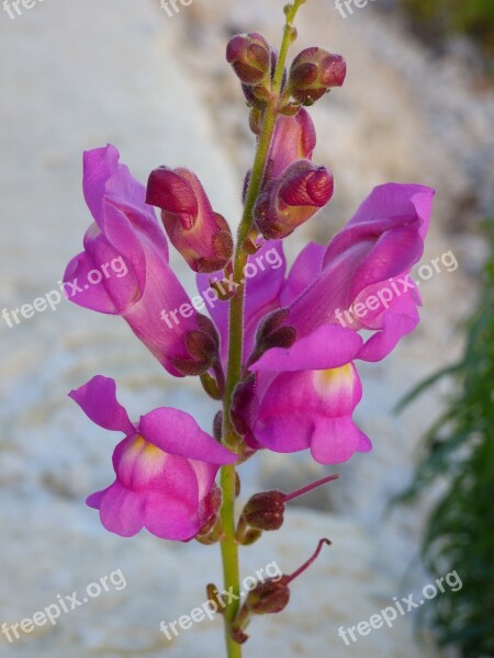 Snapdragon Flower Bloom Blossom Pink