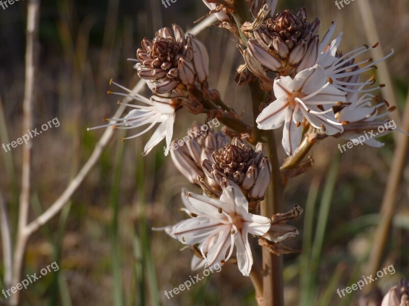 Flowers White Petals Red Stripes Bloom Malta