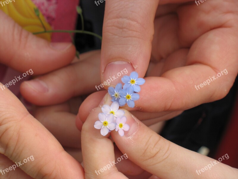 Forget-me-not Flowers Hands Free Photos