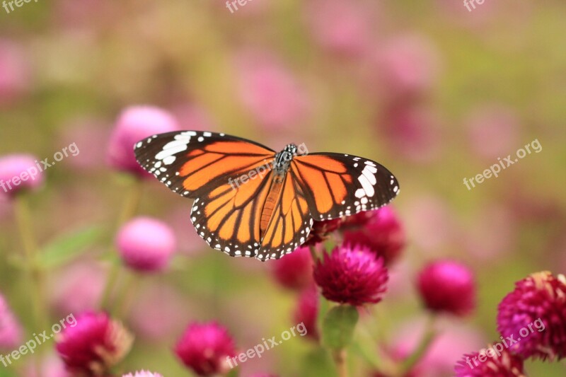 Butterfly Monarch Insect Monarch Butterfly Wings