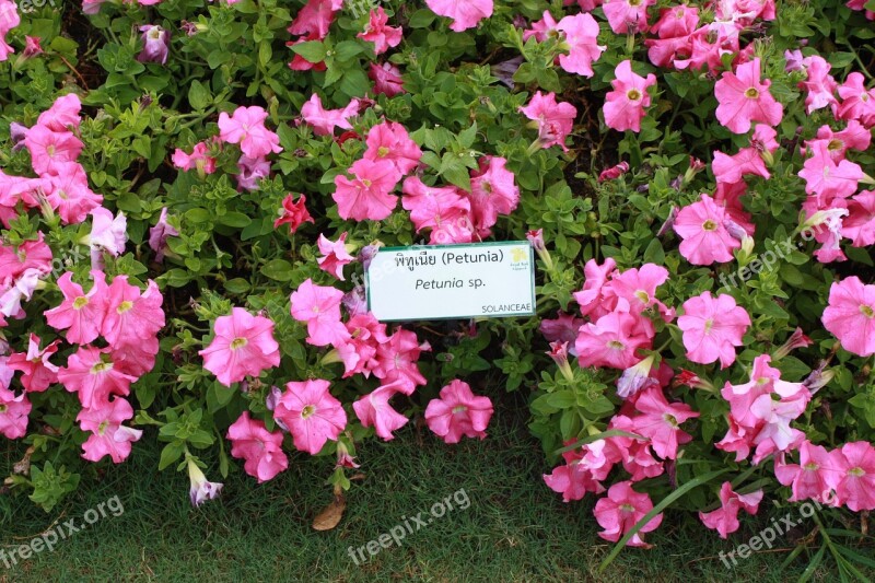 Petunia Flowers Outdoor Fresh Garden