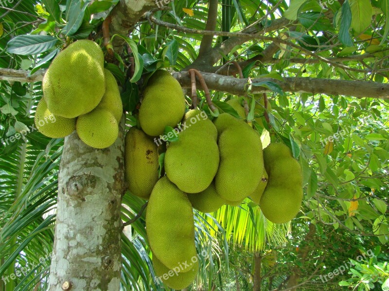 Nature Jack Fruit Fruit Food Fresh