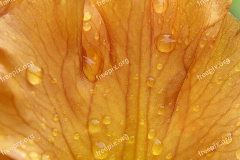 Iris Flower Raindrop Spring Nature