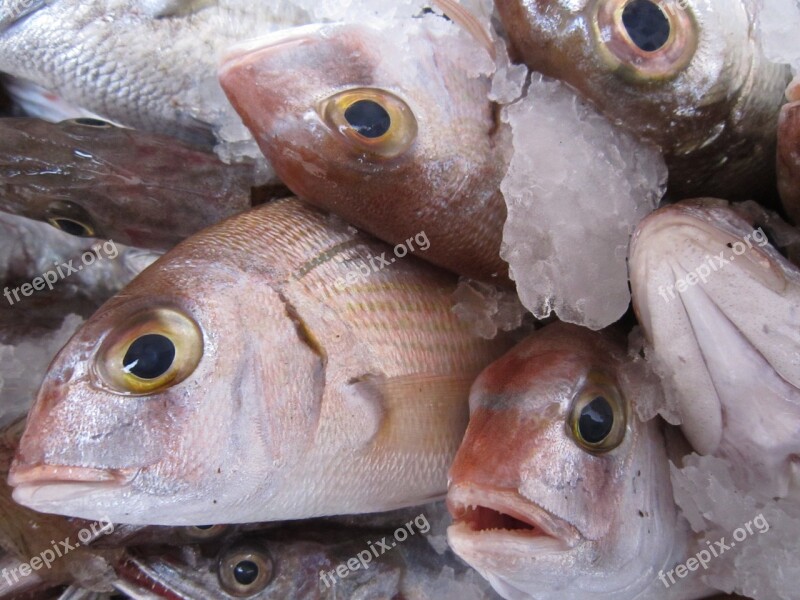 Fish Fresh Fish Fish Market Market Fishing