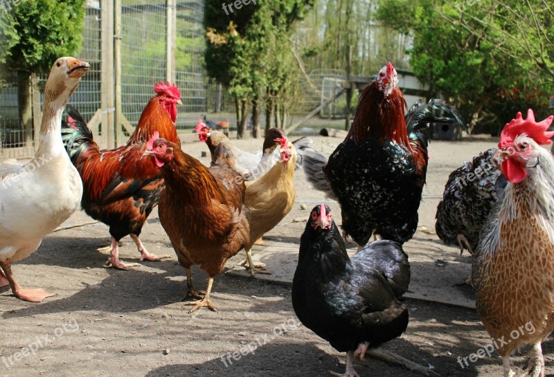 Chickens Farm Poultry Farm Animals Rural