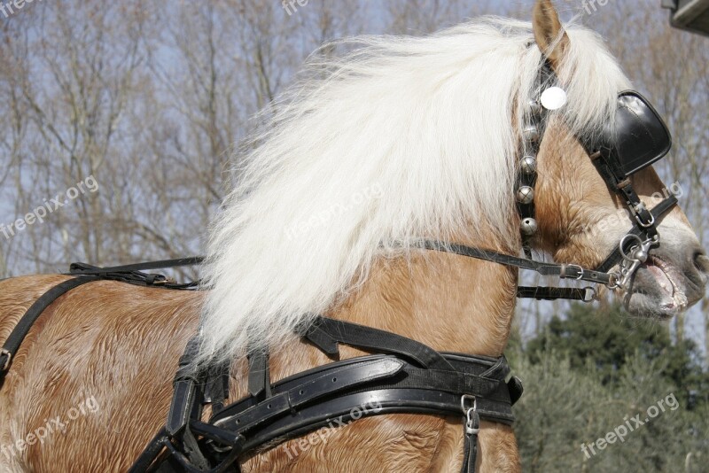 Nervous Horse Horsehair Horse Face Blond