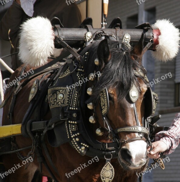 Horse Flanges Animals Horse Party Cascabelles