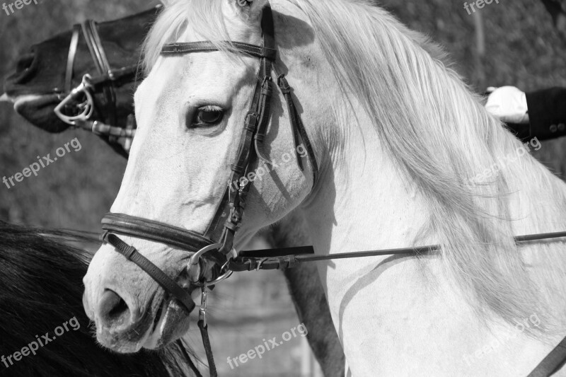 Horse Look Animal White Color Horse Ride