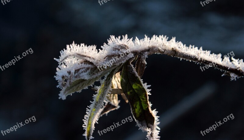 Leaves Frozen Frost Hoarfrost Eiskristalle