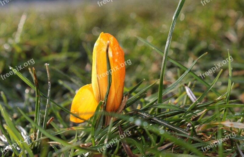 Crocus Closed Harbinger Of Spring Early Bloomer Spring Flower