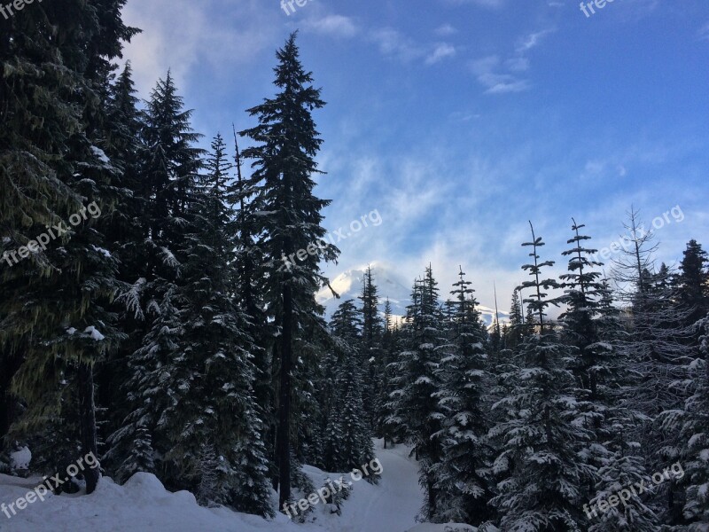 Forest Trees Snow Mt Hood